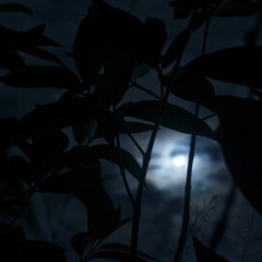 Moonlit Clearing