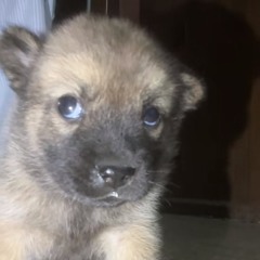 flop quá thì cứ ghi tên anh vào (son tung m-tp)