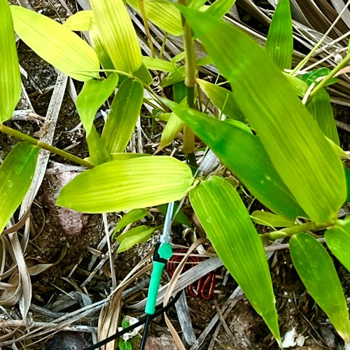 The higher you grow the deeper you bow -  Mexican Bamboo Generated Atmospheric Chill Rumination