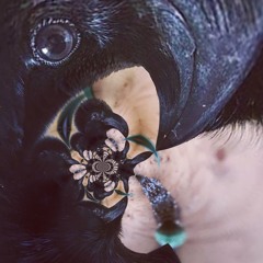 Fable the Raven