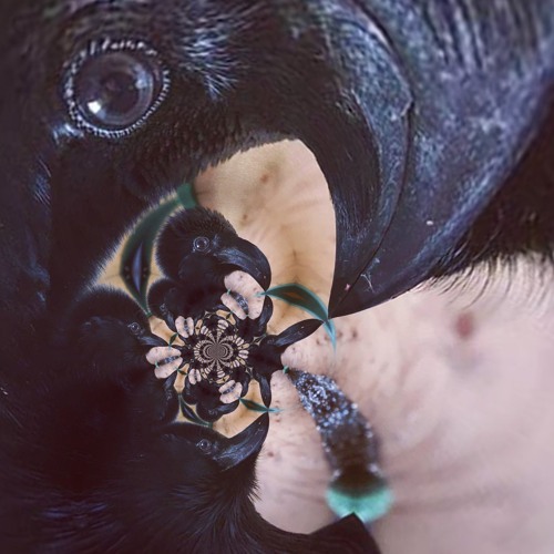 Fable the Raven