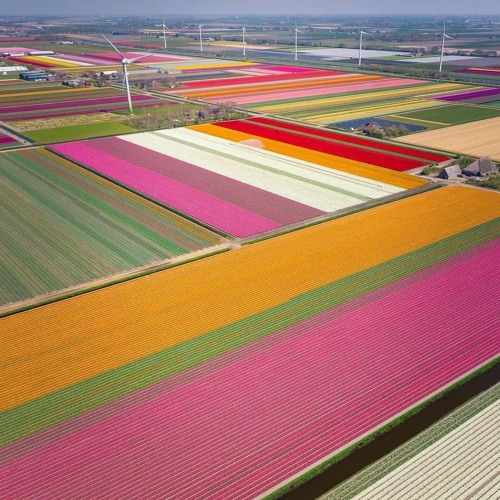 New - National - Anthem - For - The - Netherlands