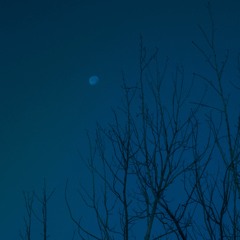 dvw logic - lunar
