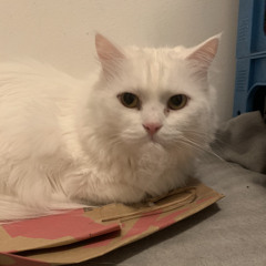 Alright - Shanti Maria (former Spotify acc music)