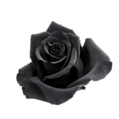 step (prod. pyctur) [throwaway]