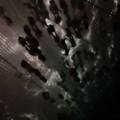 light bleeds thru [violence]