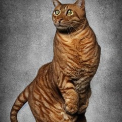 BIG MUSCULAR CAT