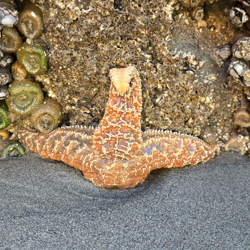 starfish