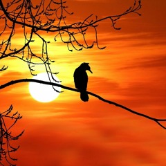 Shapes Of Stories - Sunrise After the Storm