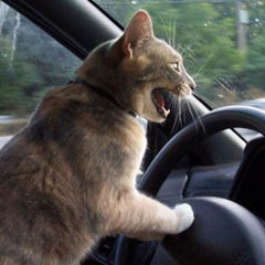 do not let this woman operate a motor vehicle