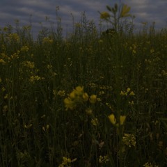 Markiv - Справжні жінки