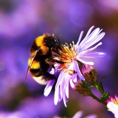 Bumblebee in the Garden