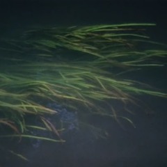 Hiroshimamonamour.m4a