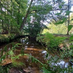 Forest Stream Leuvenumse beek