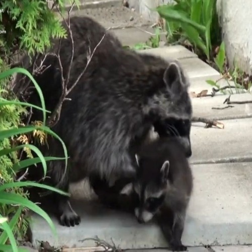 Raccoon Removal Baytown by AAAC Wildlife Removal