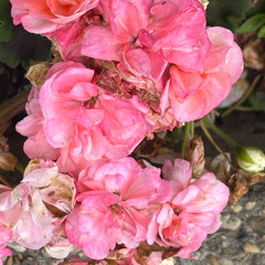 Gypsy Rose