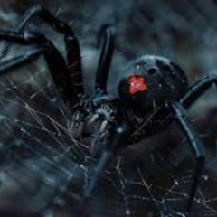 Dark House, White Widow