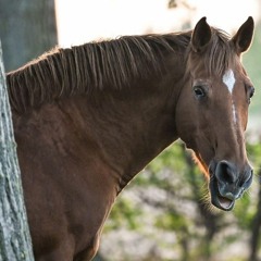 Horses(Barnyard Buddies EP)
