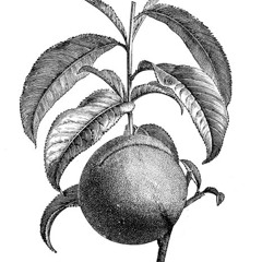 Nectarine