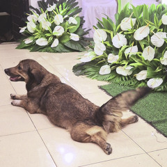 ¿Tsundere y Tsunami Çaïnel?.wav