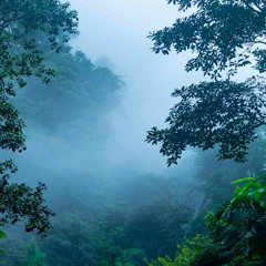 Costa Rica jungle atmosphere