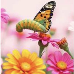 (Singer Songwriter) Warren the Dreaming Worm