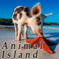 Animal Island | DEMO | experimental composition