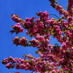 cherry blossom bass