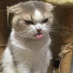 Trancy Tuesday Music Mix