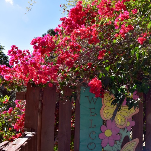 BOUGAINVILLEA and Sounds by Adam Rudolph