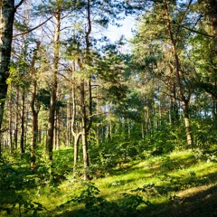 SunnyForestDay - Floxe