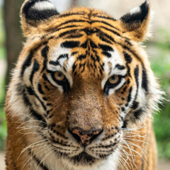 Gavin Chinese traditional calming future