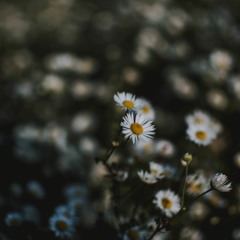 اية الكرسى - القارئ رعد محمد الكردى
