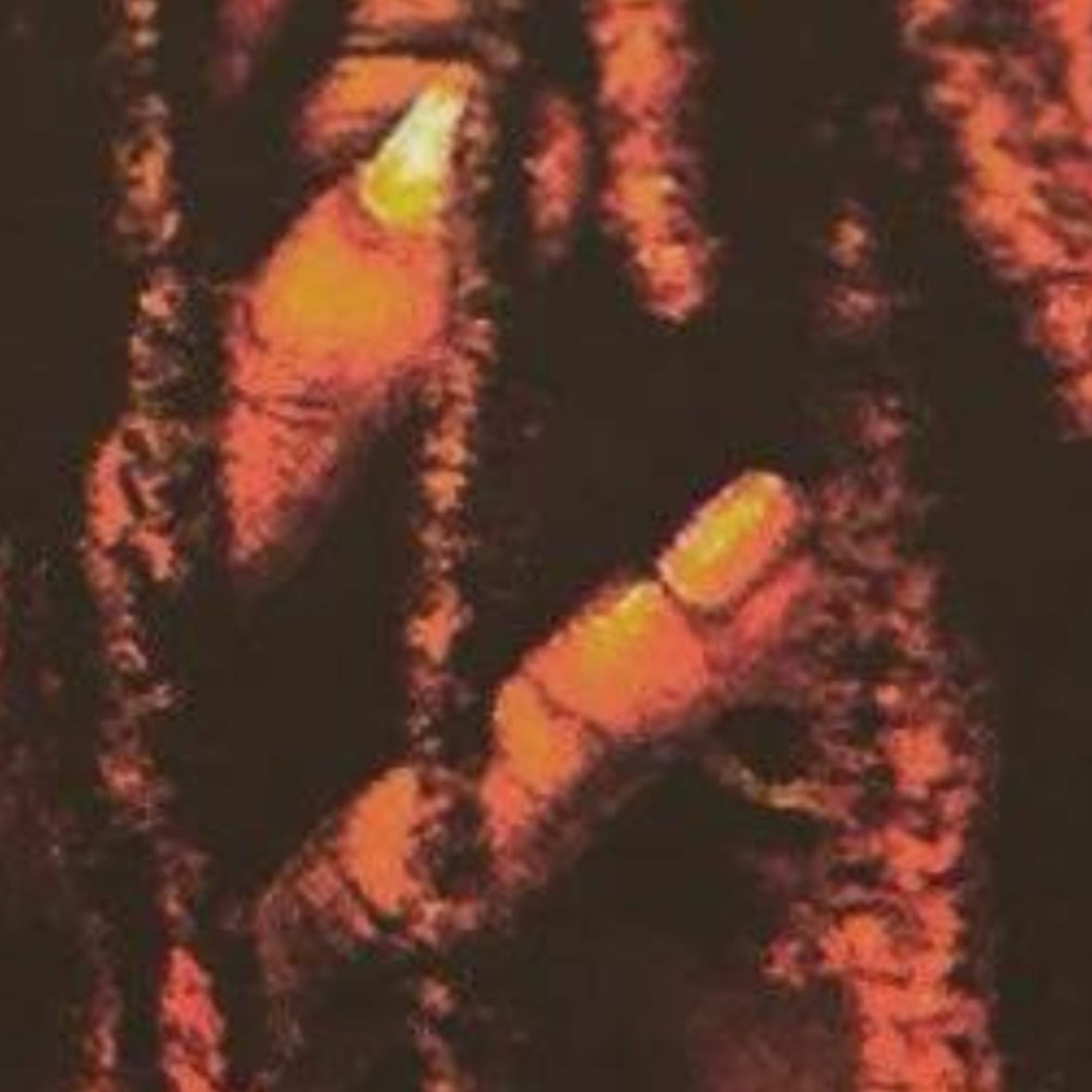 Jayy Feaster Insomnia Illusions