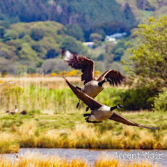 Flew