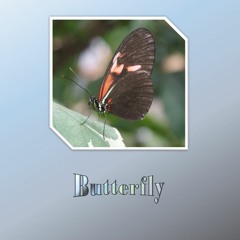 날아가(Butterfly) freestyle ****** with 김준우 & YBK Naski