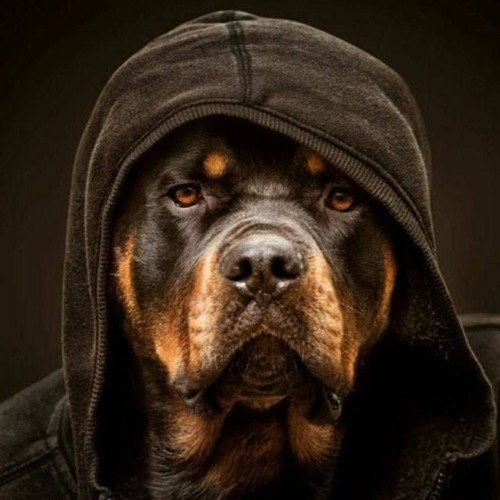 soundcloudterrier