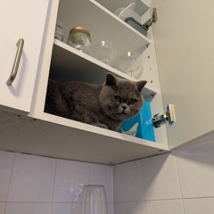 Cat_Audio_10-11-2025-23-378ic2