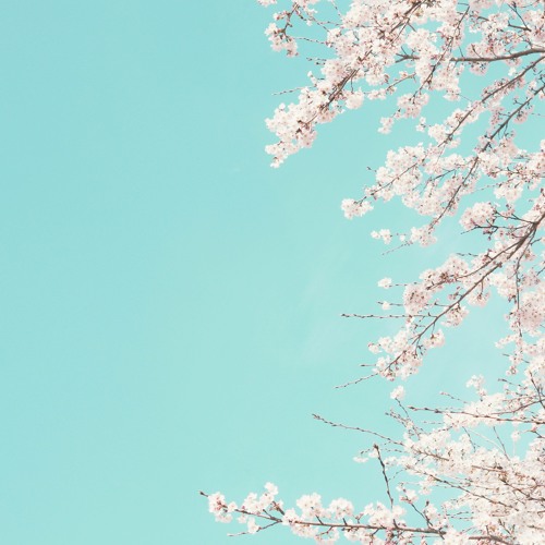 満開の桜の下で