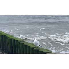 „Fly Away“ (prod. by. MOZB.)