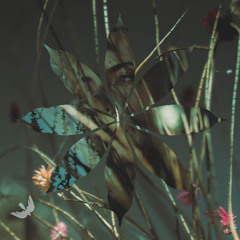 Premiere: BLANCAh - The Garden Of Morning Calm [Hiato Music]