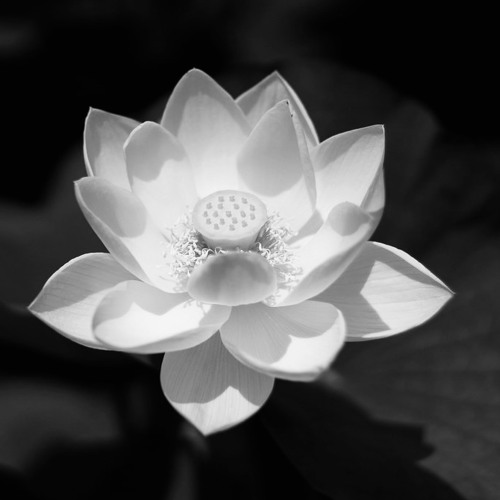 The White Lotus [83bpm Emin]