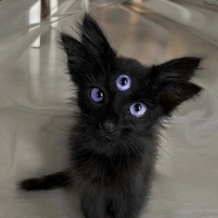 𝕲𝖆𝖘𝖍_𝖂𝕴𝕻🩸𝖛𝖎𝖘𝖎𝖔𝖓... 𝕭𝖎𝖙𝖊🦇