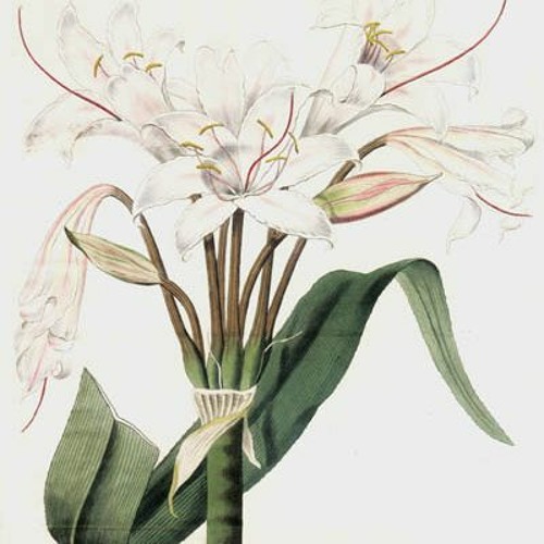 amaryllis