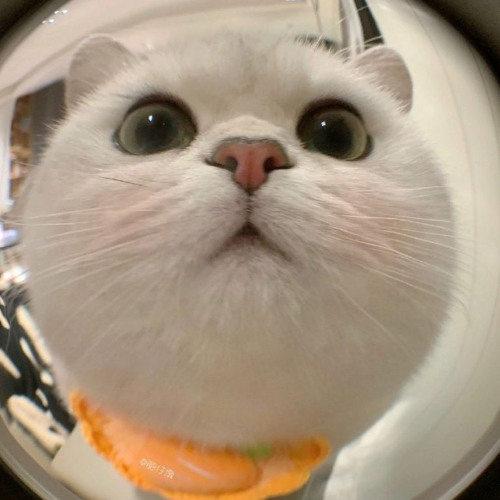 NST 2k25 - ĐƯA ÚT KHỜ CÂY ĐỘP - TQNA-Teww CHÁY CÙNG NHỮNG NGƯỜI BẠN