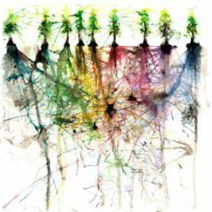 Mi Corazón Red (Mycorrhizal Network) 2024-12-04