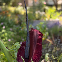 Oxi-Loopy-Diminished.m01