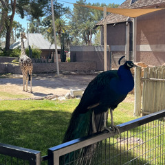 Hot girl Harvard.wav