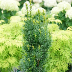 Best Stonehenge Skinny Yew 1 Gallon Tours Review