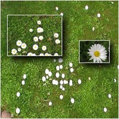 daisies-01